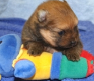 Pup Growth