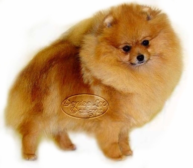 pomeranian dog