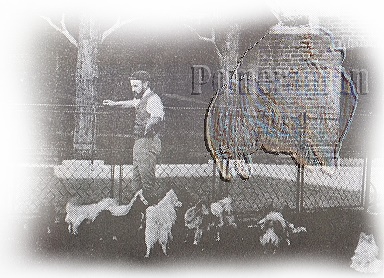 queen victoria's pomeranians at Windsor