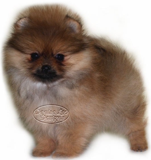 pomeranian puppy