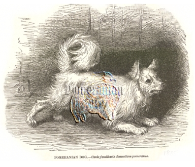 early pomeranian dog