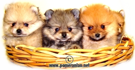 pomeranian puppies care pomeranian puppy care pomeranian information and facts pomeranian puppies care pomeranian puppy care pomeranian information and facts